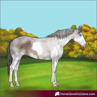 Horse Color:Platinum Liver Chestnut Splash Snowflake Varnish