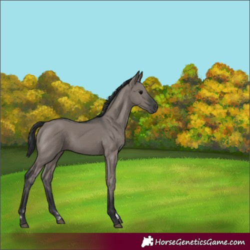 Horse Color:Grullo Rabicano 