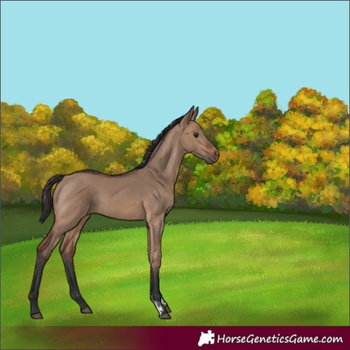 Horse Color:Brown Dun Sabino Rabicano