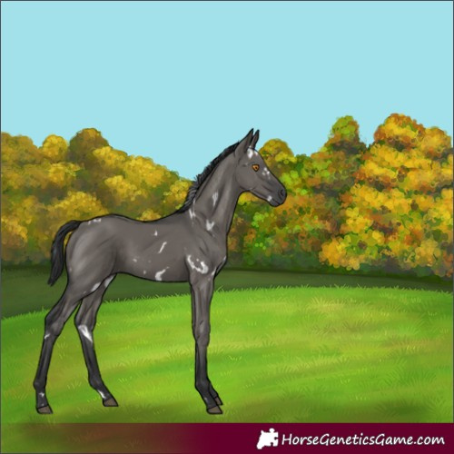 Horse Color:White Spotted Grullo