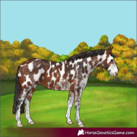 Horse Color:White Spotted Bay Near Leopard