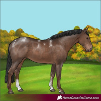 Horse Color:Powder White Liver Chestnut