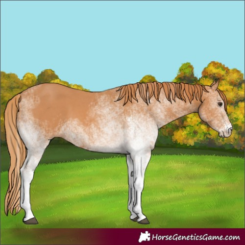 Horse Color:White Spotted Chestnut 