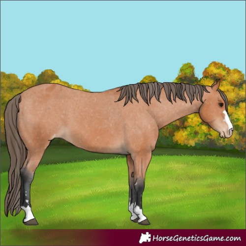 Horse Color:Bay Varnish 