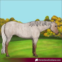 Horse Color:Silver Grullo Roan 