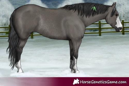 Horse Color:Grullo Rabicano 