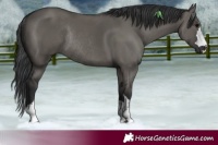 Horse Color:Grullo Rabicano 