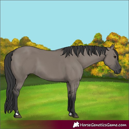 Horse Color:Grullo Rabicano 