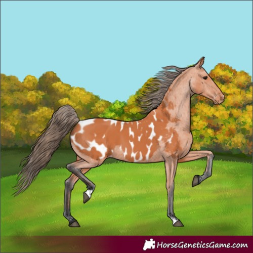 Horse Color:Bay Appaloosa 
