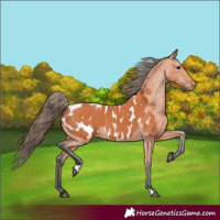 Horse Color:Bay Appaloosa