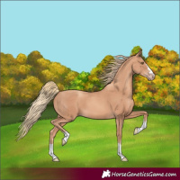 Horse Color:Gold Champagne 