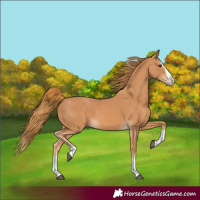 Horse Color:Chestnut Splash Frame 