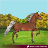 Horse Color:Silver Bay 