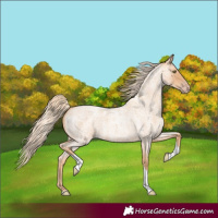 Horse Color:Gold Champagne Roan Tobiano
