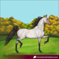 Horse Color:Bay Roan Dun