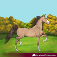 Horse Color:Amber Champagne 