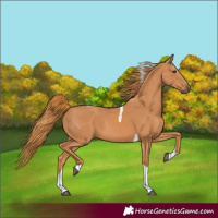 Horse Color:Chestnut Tobiano 