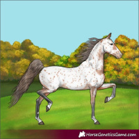 Horse Color:Bay Near Leopard