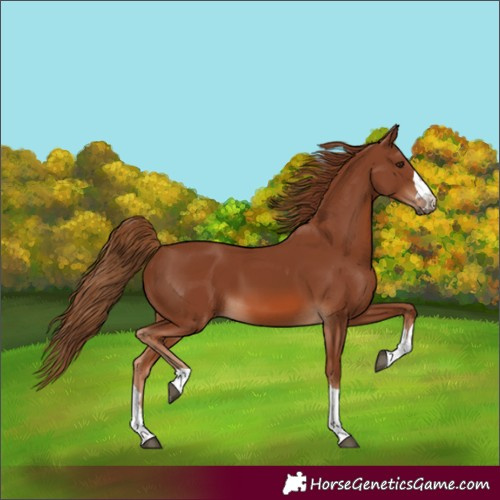 Horse Color:Chestnut 