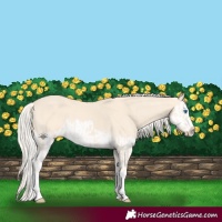 Horse Color:Cremello Splash  and Cremello Splash 