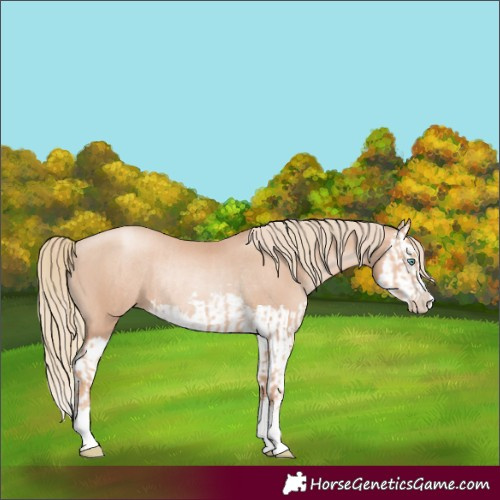 Horse Color:Gold Champagne Pearl Rabicano  and Gold Champagne Pearl Splash Rabicano 