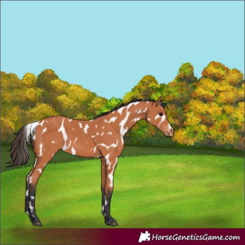 Horse Color:Bay Appaloosa 