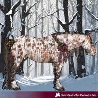Horse Color:Chocolate Bay Appaloosa and Bay Appaloosa