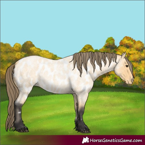 Horse Color:Buckskin Roan Appaloosa