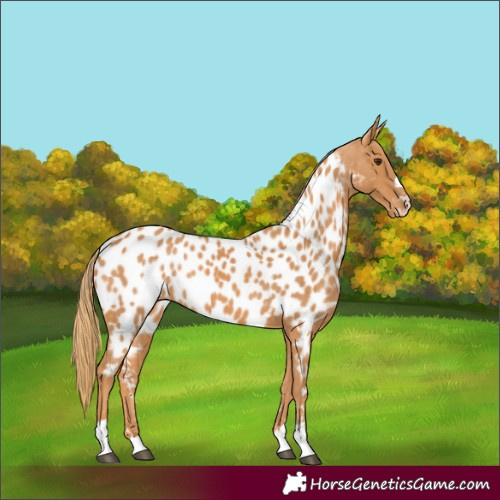 Horse Color:Chestnut Appaloosa