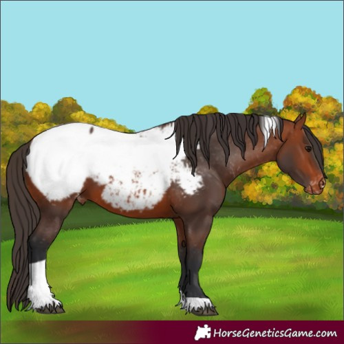 Horse Color:Bay Tobiano Appaloosa