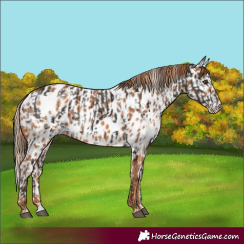 Horse Color:Liver Chestnut Skewed Appaloosa and Chestnut Skewed Appaloosa