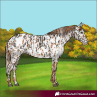 Horse Color:Liver Chestnut Skewed LP Spotted  and Chestnut Skewed LP Spotted 