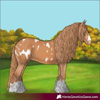Horse Color:Chestnut Near Leopard