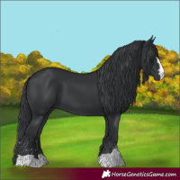 Horse Color:Black 