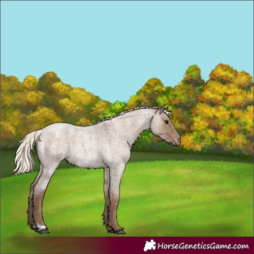Horse Color:Silver Grullo Roan Appaloosa Rabicano 