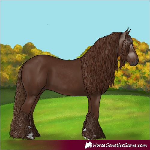 Horse Color:Gray Chestnut