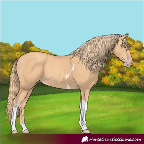 Horse Color:Gold Champagne Tobiano 