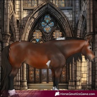 Horse Color:Gray Bay Tobiano 