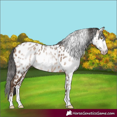 Horse Color:Gray Amber Champagne Near Leopard 