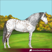 Horse Color:Gray Amber Champagne Near Leopard 