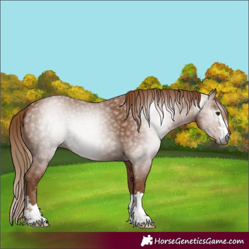 Horse Color:Gray Chestnut 