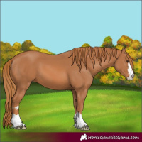 Horse Color:Chestnut 
