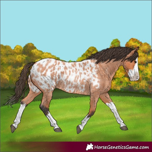 Horse Color:Unknown 