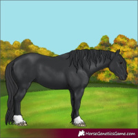 Horse Color:Black 