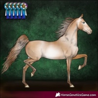 Horse Color:Gray White Spotted Buckskin Pearl 