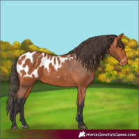 Horse Color:Bay Appaloosa 