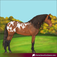 Horse Color:Bay Appaloosa 
