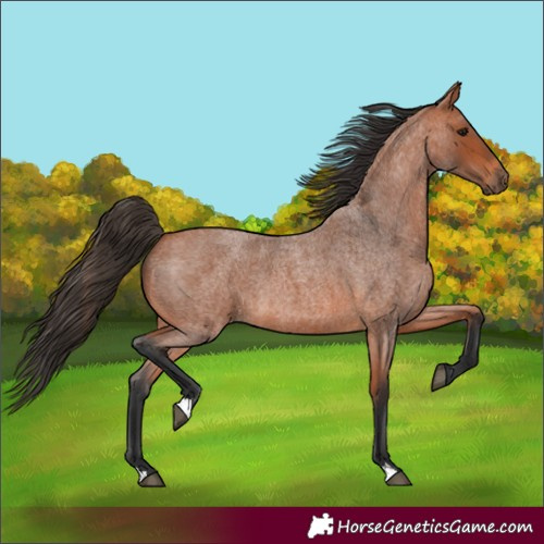 Horse Color:Bay Roan 