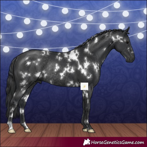Horse Color:White Spotted Black Rabicano 