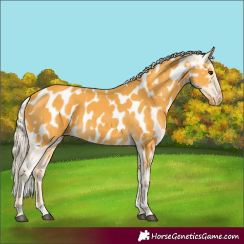 Horse Color:Palomino Near Leopard 